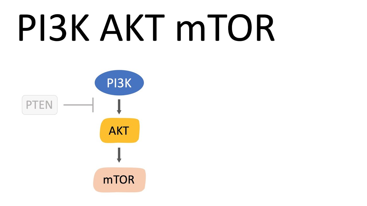 Путь PI3K AKT mTOR (и его эффекты)
