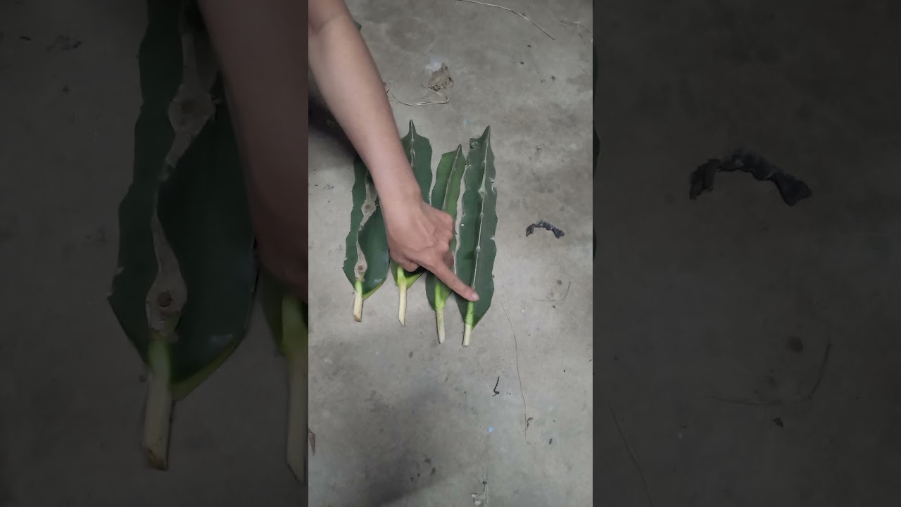 Hướng dẫn trồng thanh long ruột đỏ ( làm hom giống)