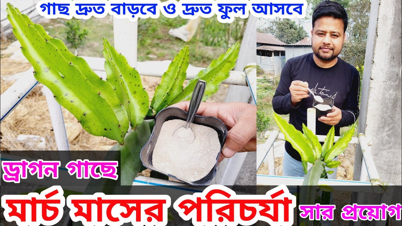 🌵🔥মার্চ মাসে ড্রাগন গাছের পরিচর্যা । সার প্রয়োগ । #dragonfruit @rajgardens