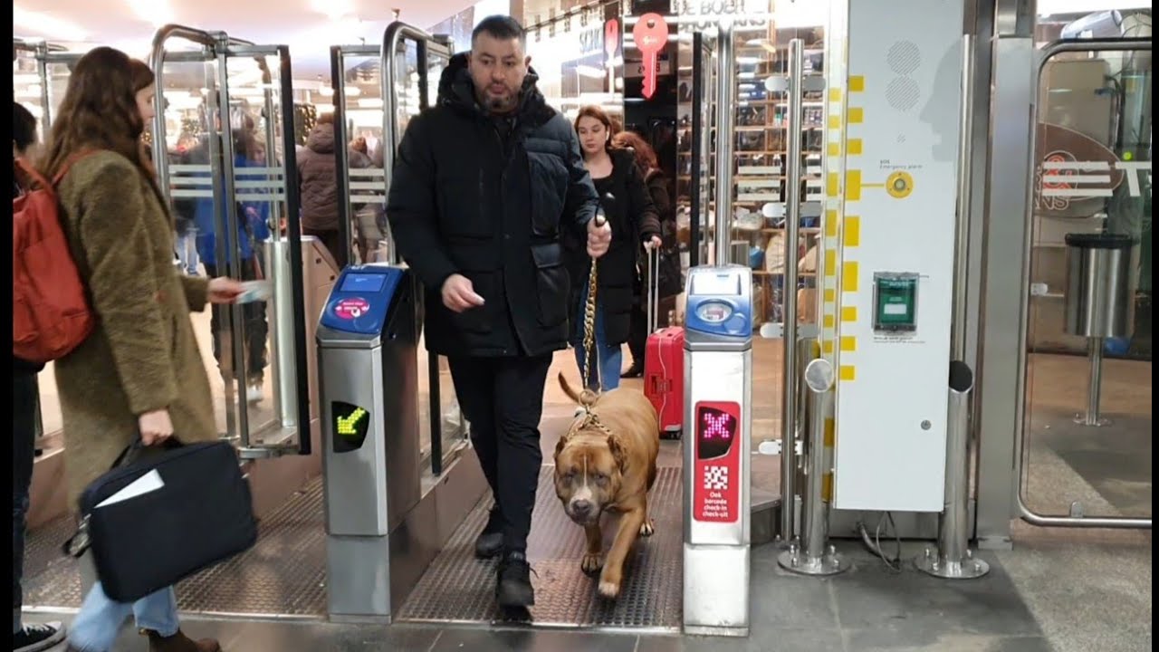 Taking our 150 lbs XL pitbull on the subway to Rotterdam