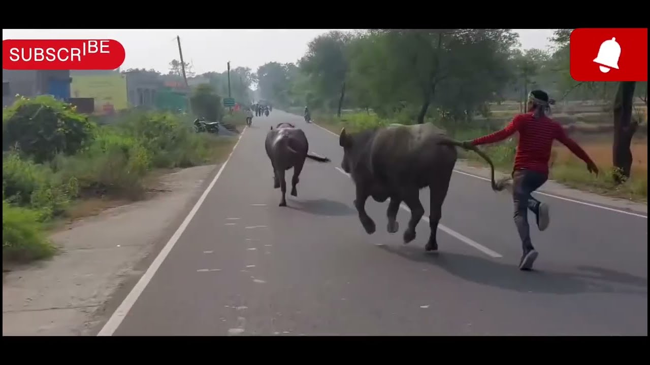 স্বপন মাহাতো vs পরিক্ষীত মাহাতো  ll আকরো কাড়া লড়াই