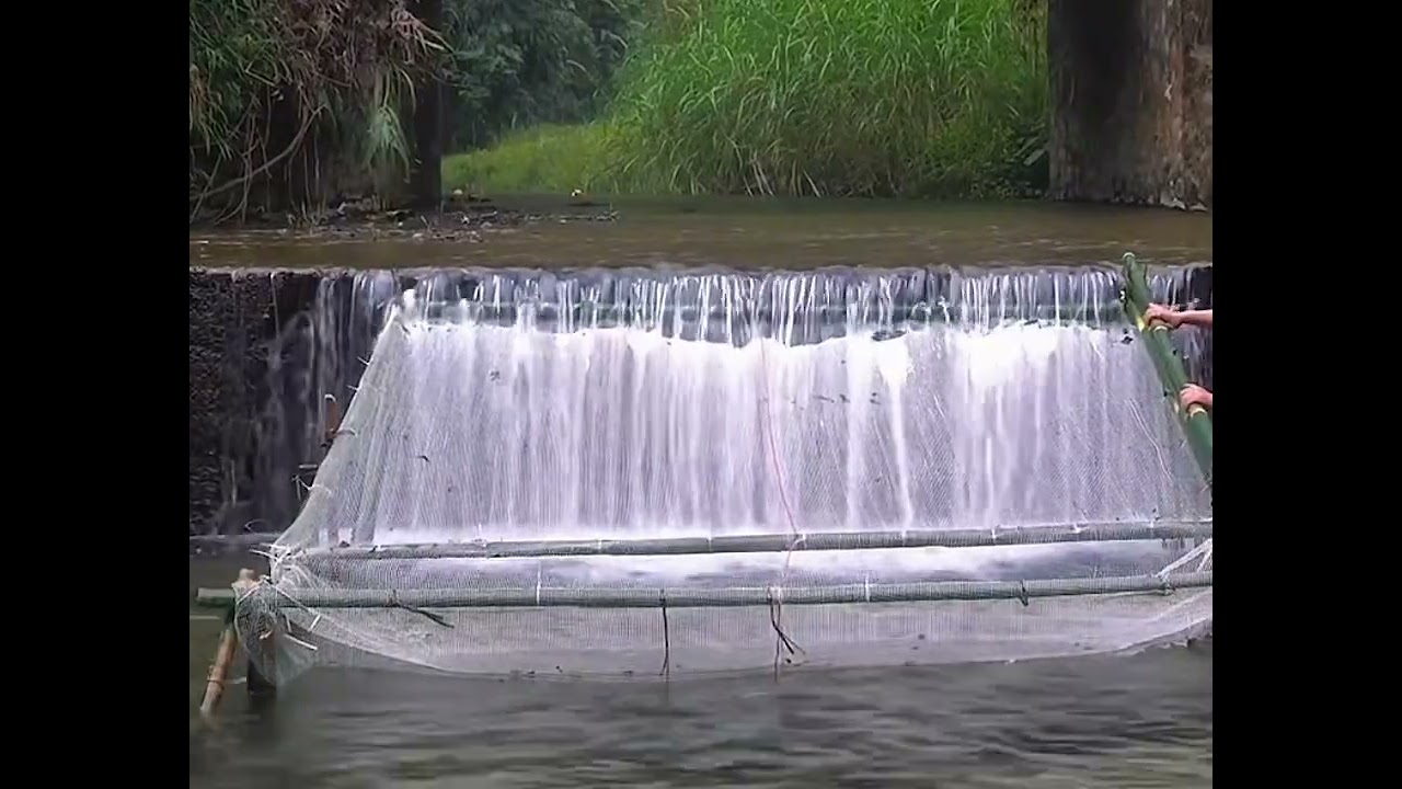 Setting fish traps in the river will catch big fish, right #bacodon #fishing 