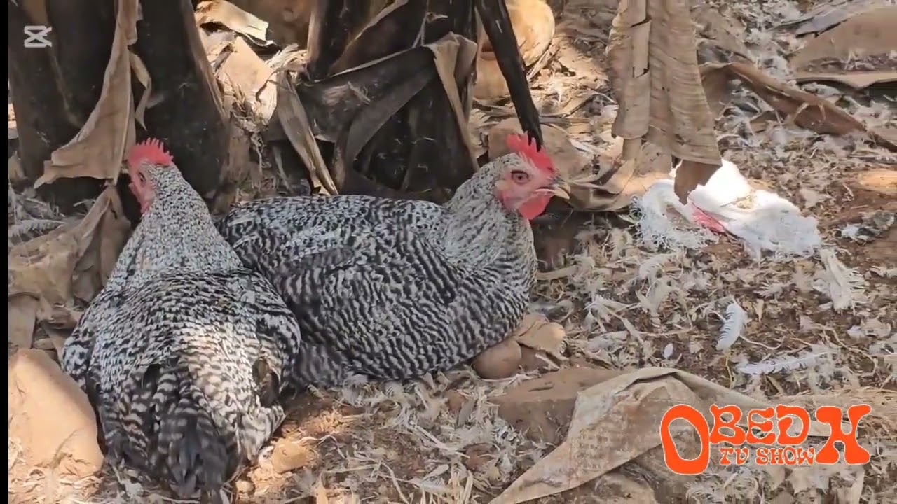 IYINKOKO YAKIJIJE ABANTU MURWANDA  TETRA SUPER HARCO 