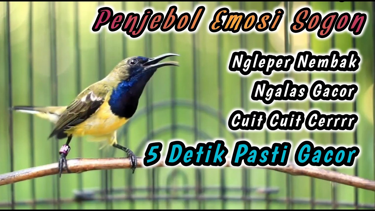 SEKALI DENGAR SOGONMU PASTI IKUT GACOR NEMBAK‼️PANCINGAN PENGGACOR PALING JITU UNTUK SEMUA SOGON