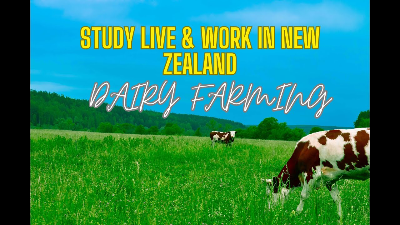 STUDY LIVE & WORK in New Zealand for 12-week Dairy Farming Program