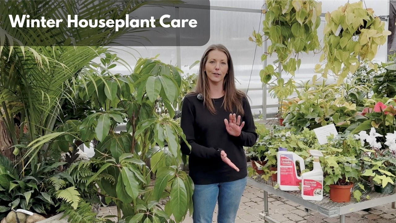 Caring for Houseplants in Mid Winter