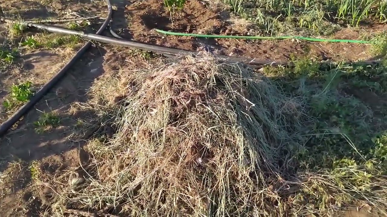 Заморозки обошли стороной меня, но не маму. Новостей от тракториста нет. Сломала забор.