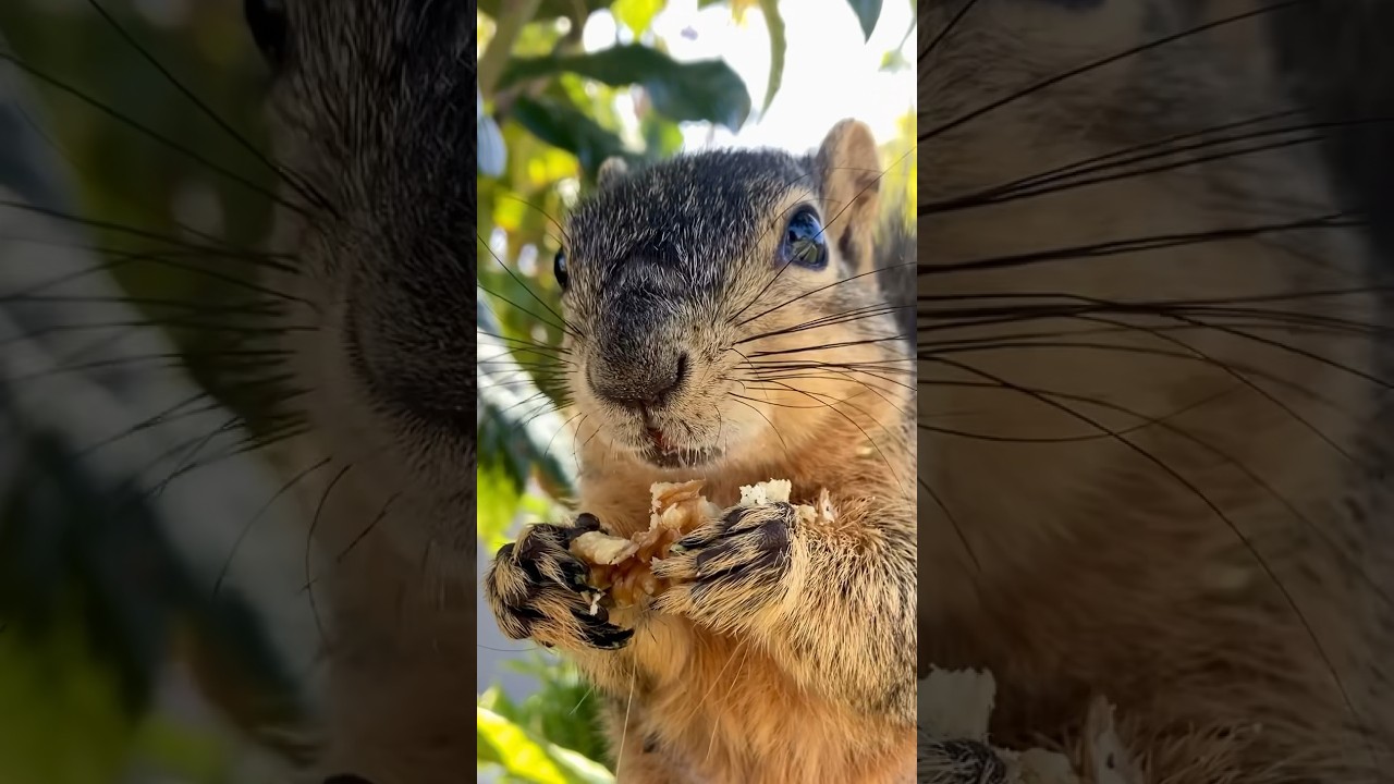 Her favorite time is food time for Squirrel Momma Faux #animals #eating #asmr #happiness #bangla #4k