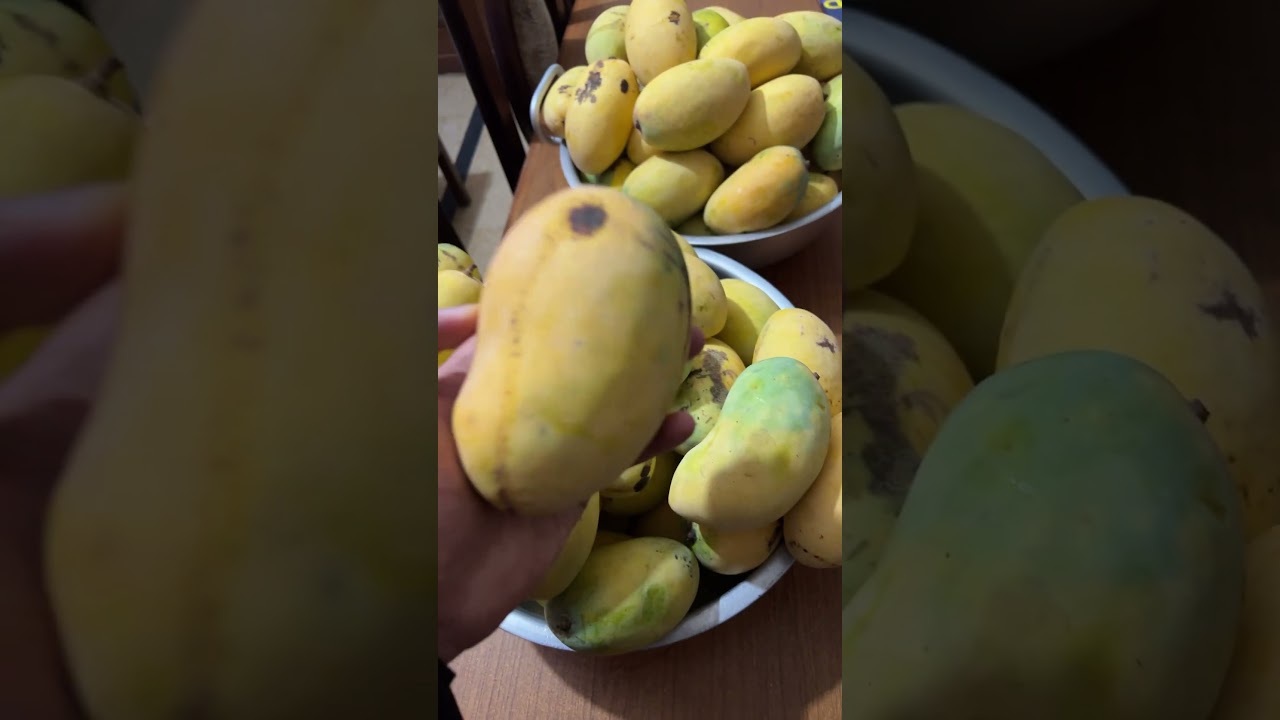 How to pick mango #india #pakistan #america #canada