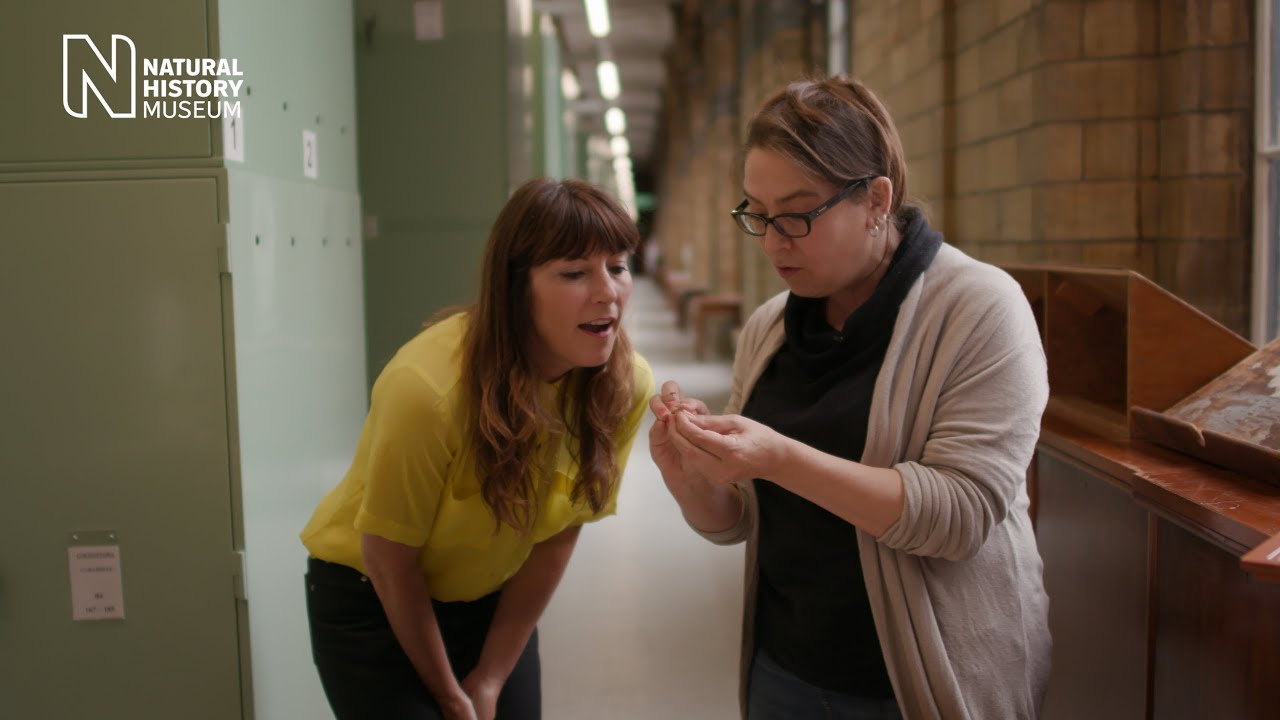 Lucy Cooke explores weird and wonderful flies at the Museum | Natural History Museum