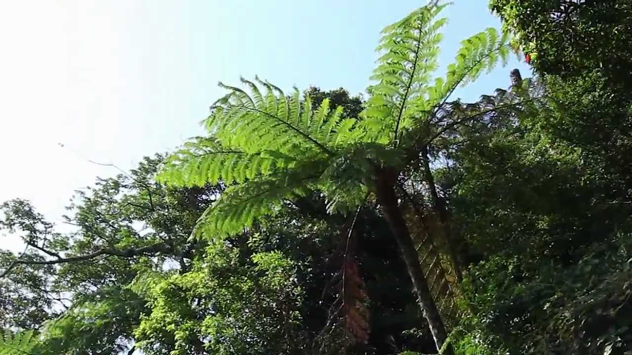 陽明山國家公園_陽明山常見的蕨類