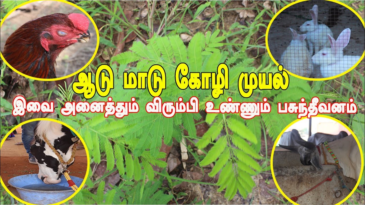 வேலிமசால் பயிரிடும் முறை & விதை எங்கு கிடைக்கும்? Rich food for animals | HEDGUE LUCERENE VELIMASAL