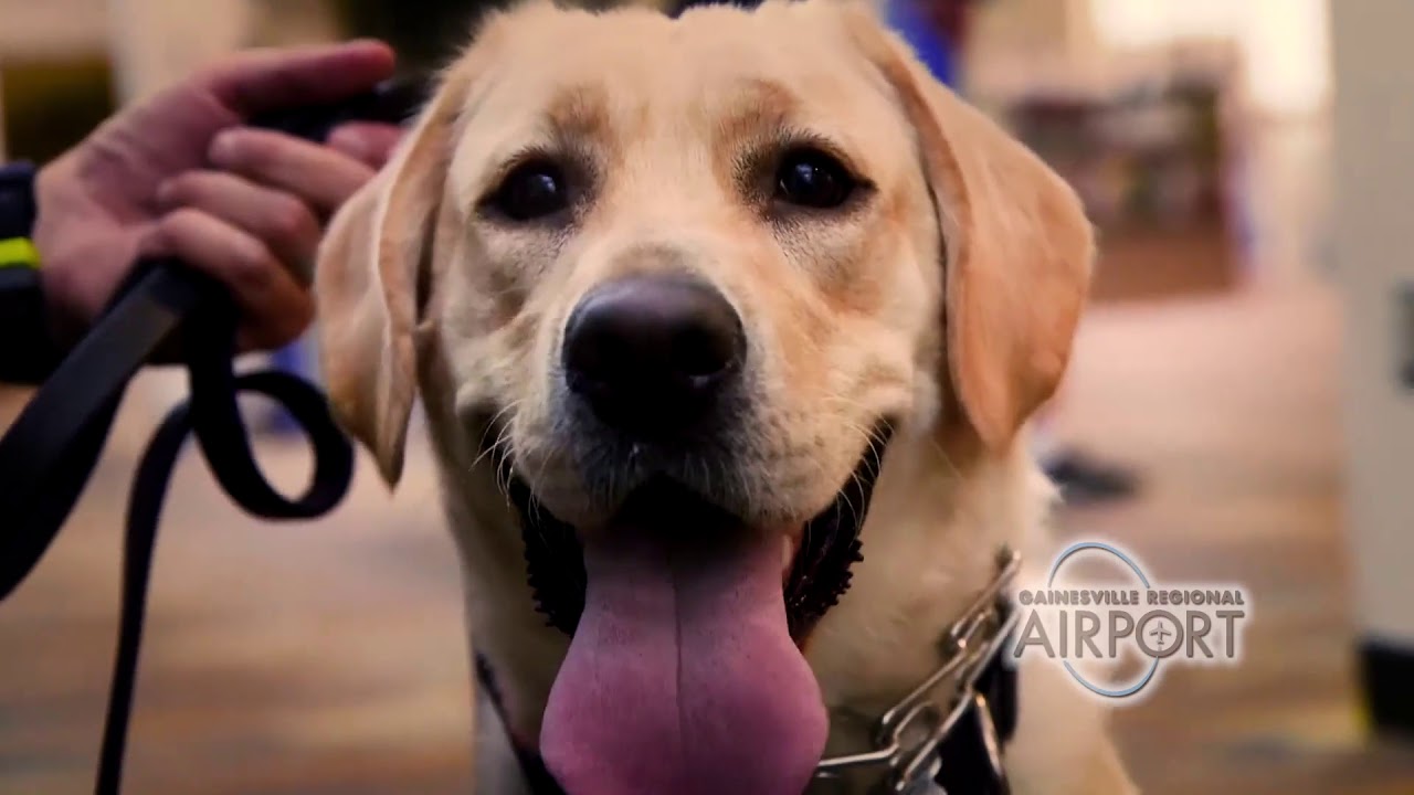 Gainesville Regional Airport: Meet Beamer!