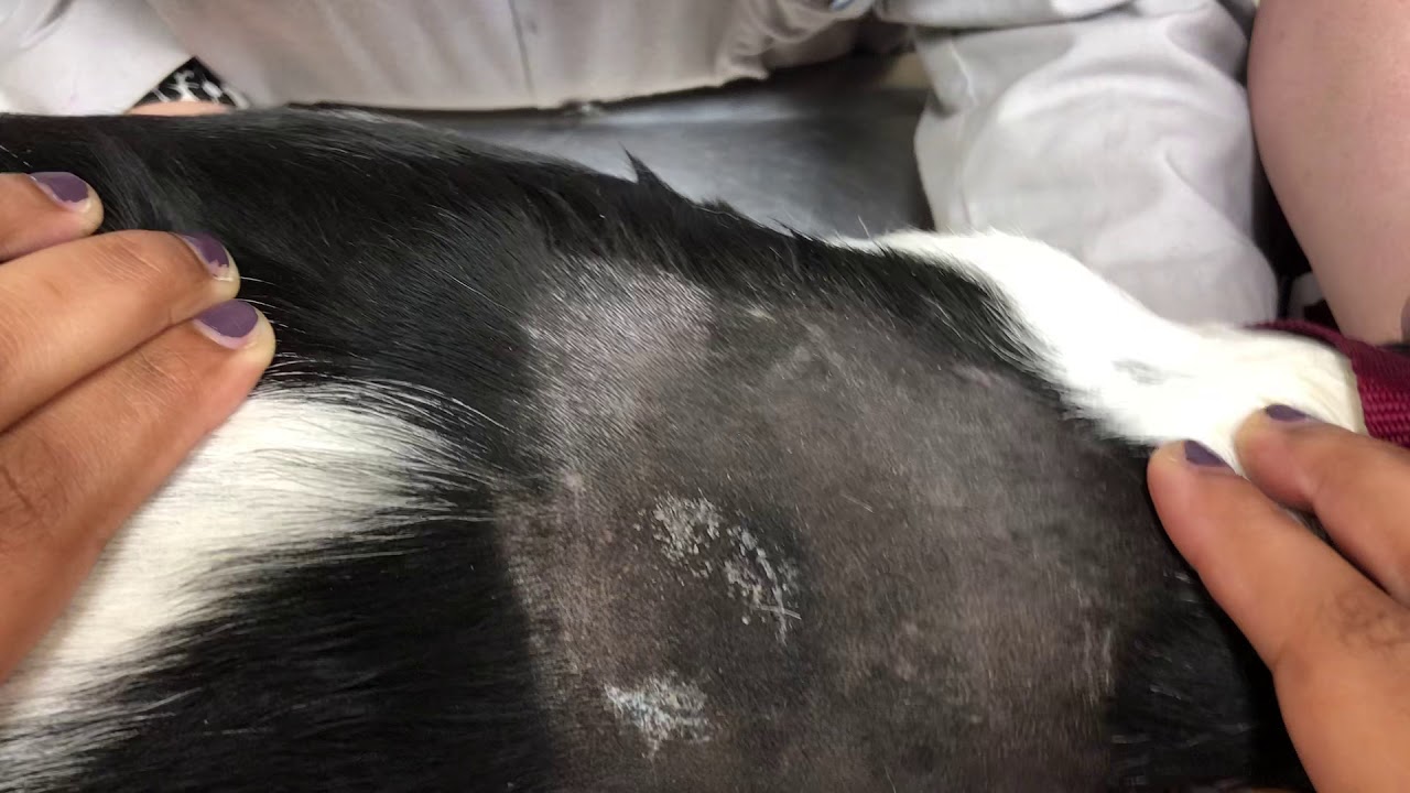 Placement of FreeStyle Libre Sensor on a Dog
