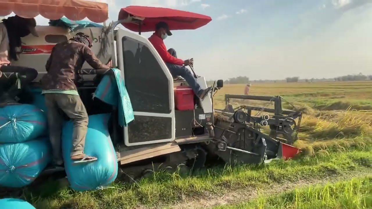 Harvesting Rice Your Farmer By Machine Kubota DC-70 Pro