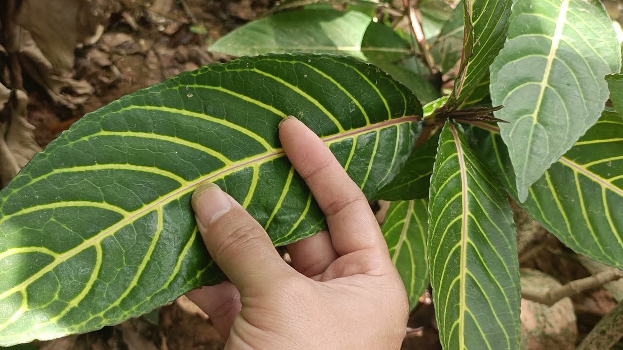 Tác dụng chữa bệnh dạ dày không ngờ của cây khôi đốm (khôi vằn, cây săng xê)
