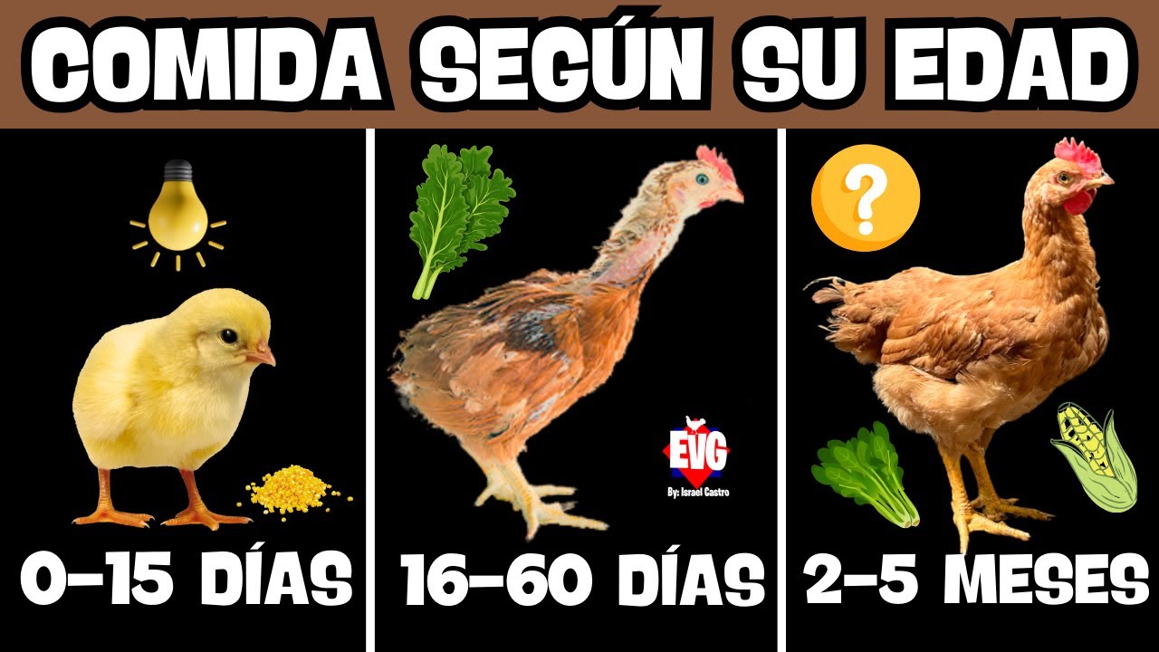 COMIDA para tus POLLITOS según su EDAD