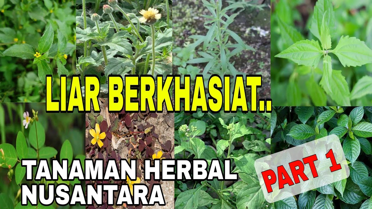 10 Tanaman Liar Berkhasiat yang Sering Diabaikan | Seri Tanaman Herbal Nusantara Part 1