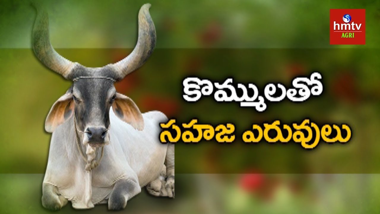 ఆవు కొమ్ములతో జీవన ఎరువులు | Organic Fertilizer Made by Ashok Kumar | hmtv Agri