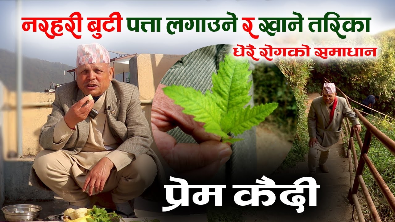 नरहरी बुटी पत्ता लगाउने र खाने तरिका  Narahari Buti Prem Kaidi