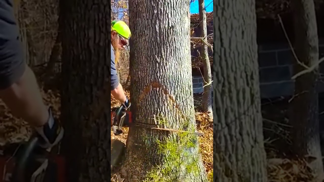 Cutting down a 500 year old oak tree, the wood is as hard as rock #logging #logger #loggingvideos