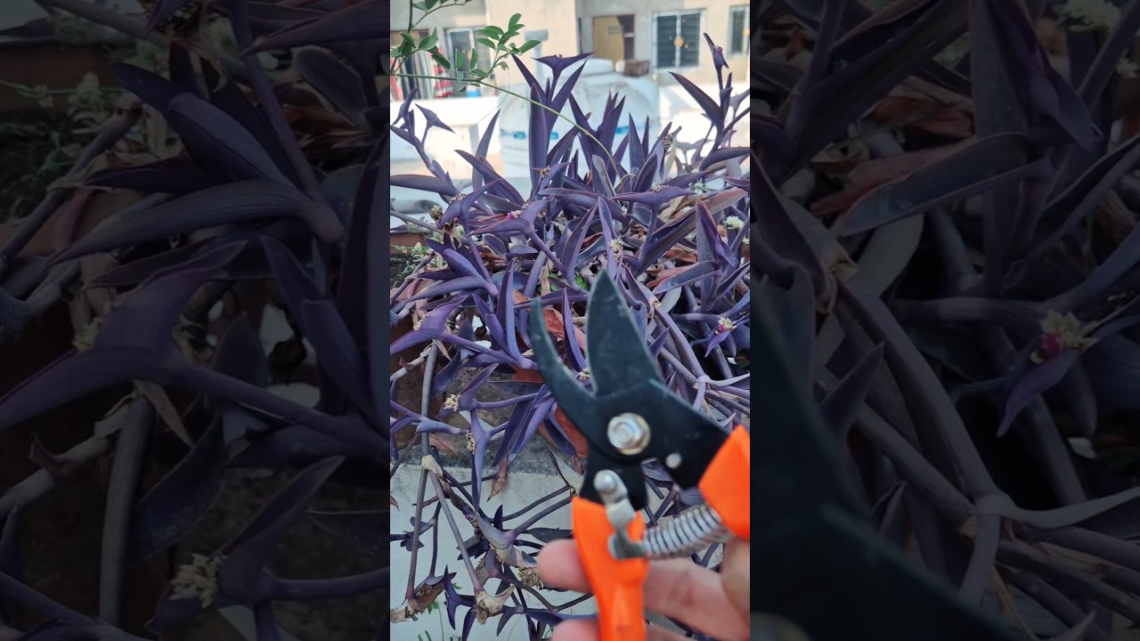 Purple heart plant pruning cutting ✂️ #gardening #garden #terracegarden #ytshorts #plants #yt