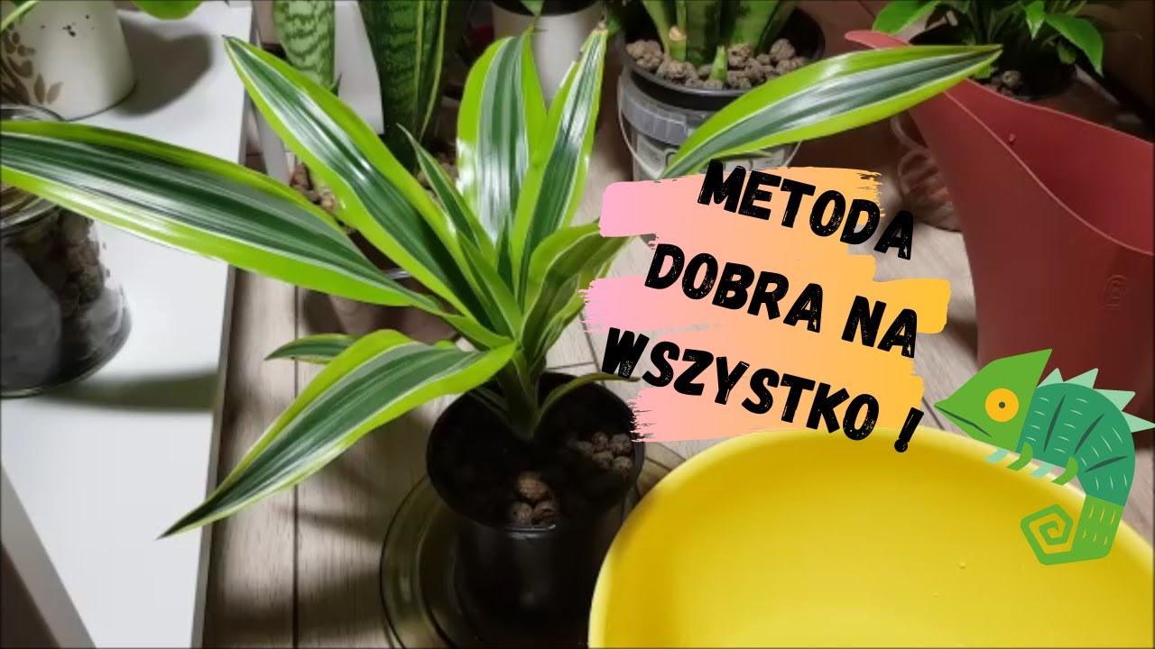 Metoda dobra dla początkującego/ do ukorzeniania / do starszych roślin /na problem z ilością wody.