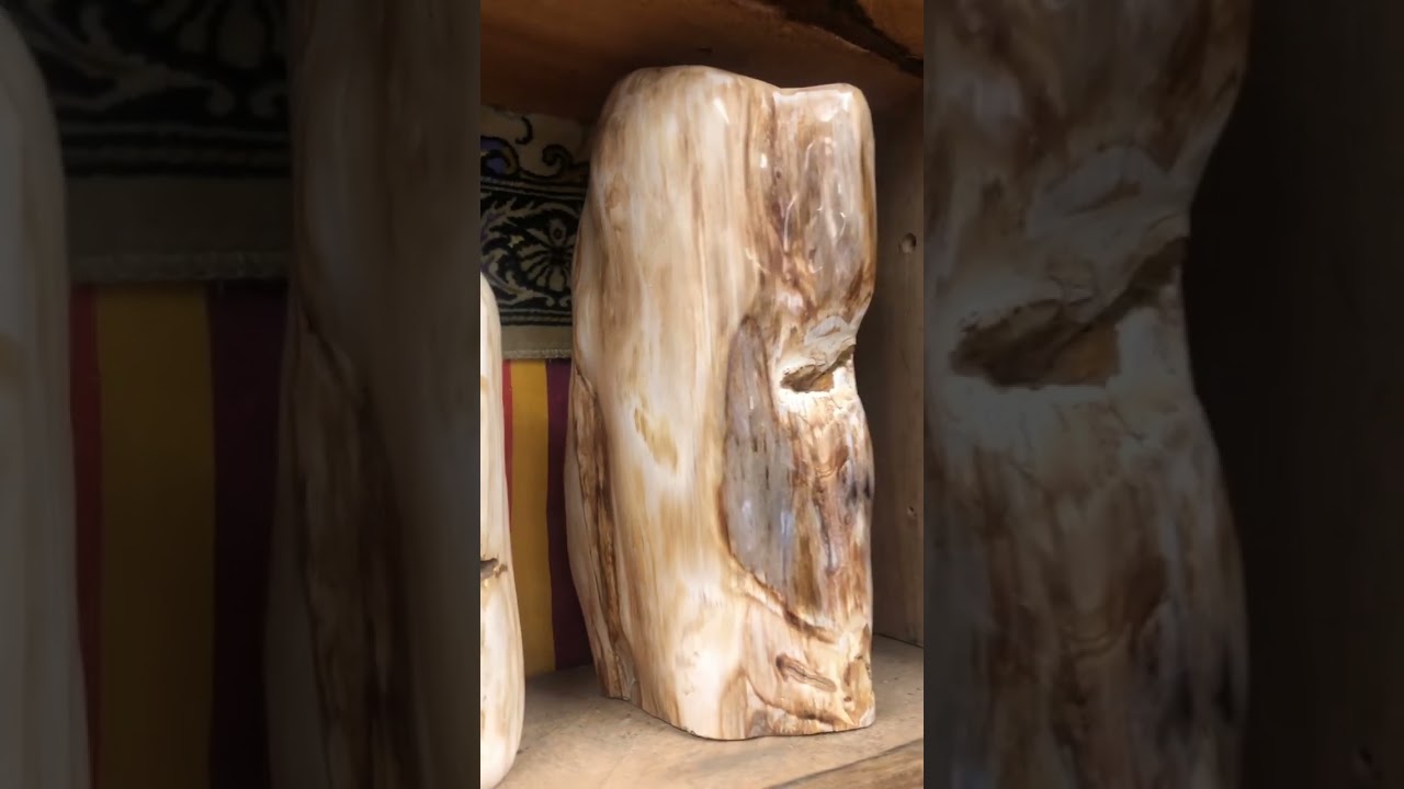 Fossil wood || Jurassic Jim