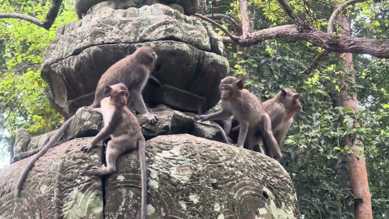 Monkey natural so sleepy 