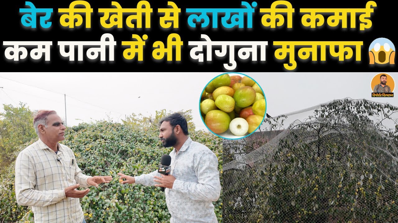 सीकर का किसान कर रहा है बेर की खेती से लाखों की कमाई, देखें कितना होता है मुनाफा~