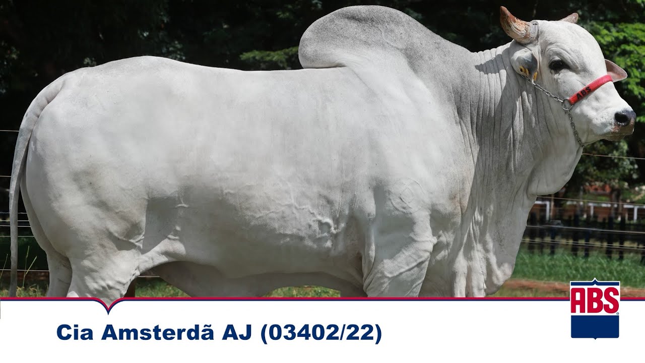 CIA AMSTERDÃ AJ (03402/22) - Touro Nelore ABS