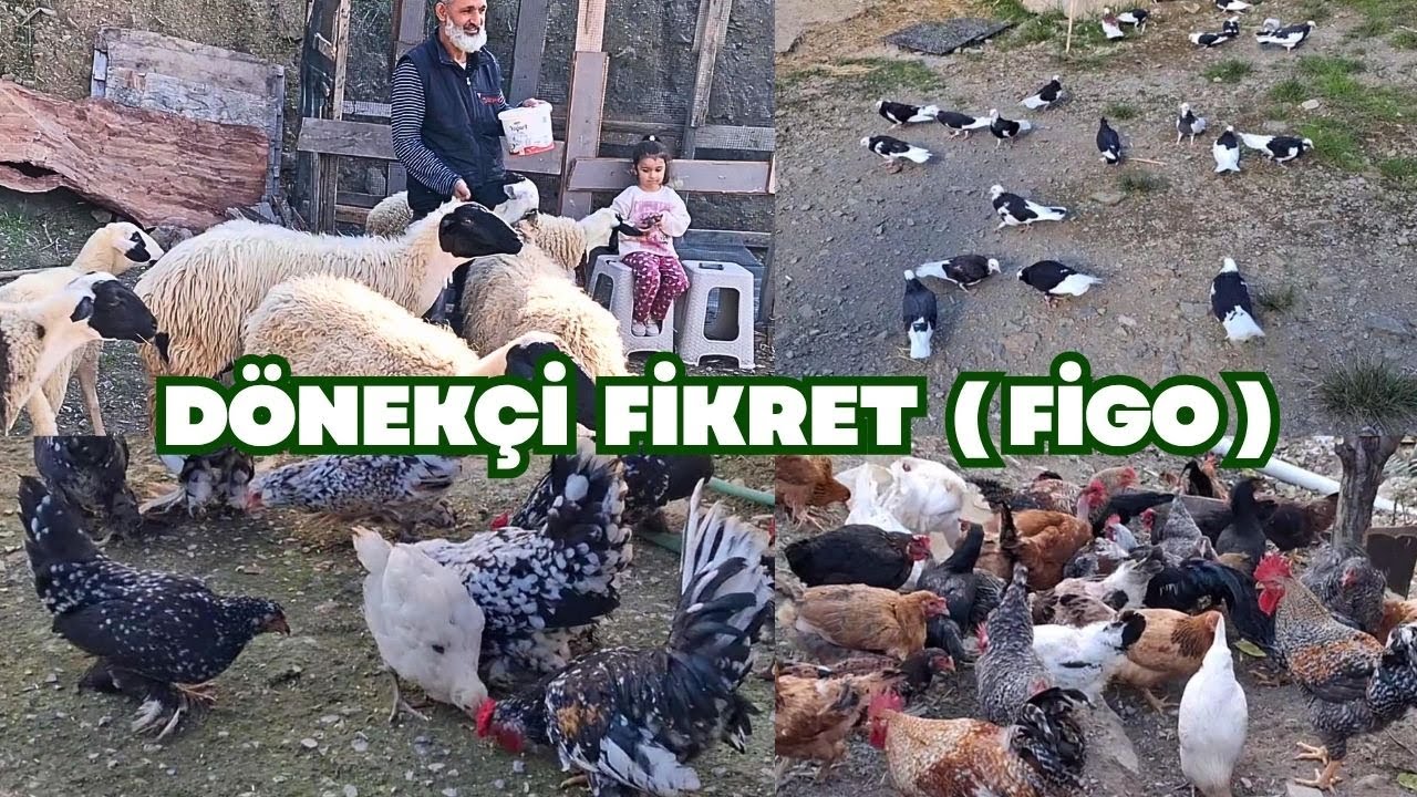 DÖNEKÇİ FİKRET  (FİGO)  English Dub Available 