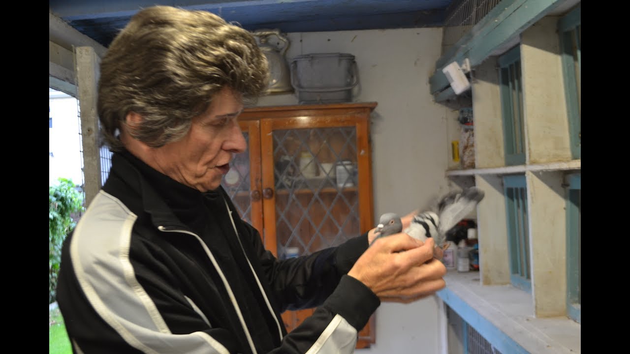 Pigeons: Tipplermen of Great Britain Episode 4 Mike Camplin (Boden Tipplers) -Pigeon Documentaries