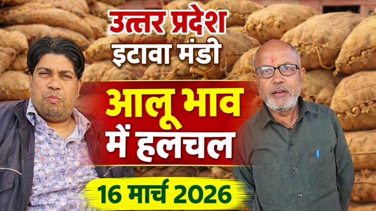 उत्तर प्रदेश इटावा मंडी आलू भाव 16 मार्च 2026 | आज का ताजा मंडी भाव