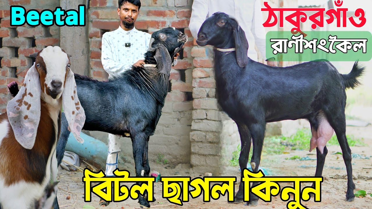 বিটল ছাগল কিনুন প্রান্তিক খামারীর কাছে থেকে। ঠাকুরগাঁও রাণীশংকৈল থেকে। Beetal Goat। Thakurgaon