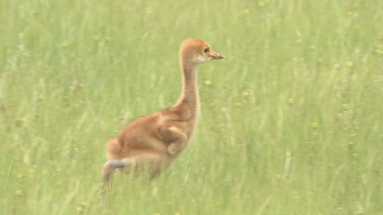 草むらをひょこひょこ　タンチョウのひな一般公開　かわいい姿を見ようと岡山県自然保護センターに多くの人