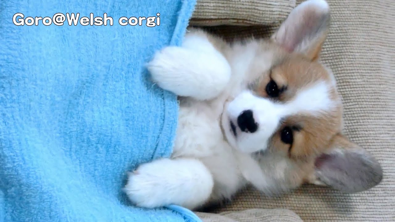 20141115 Part 9 cute puppy doesn't want to sleep / 眠りたくないコーギー子犬  welsh corgi pembroke