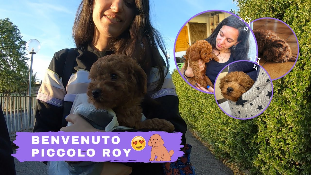 ANDIAMO A PRENDERE IL NUOVO CUCCIOLO!