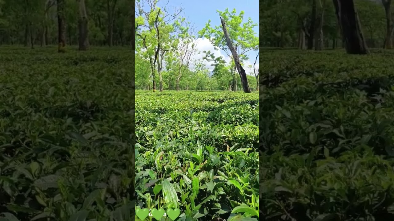 #nature#teagarden#doomni#ytshorts 💚🌿🌿