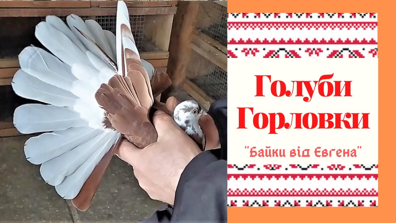 Голуби Андрея Кардаша - г.Горловка.