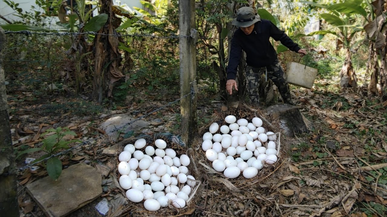 Amazing Duck Egg Harvest by Skilled Hands
