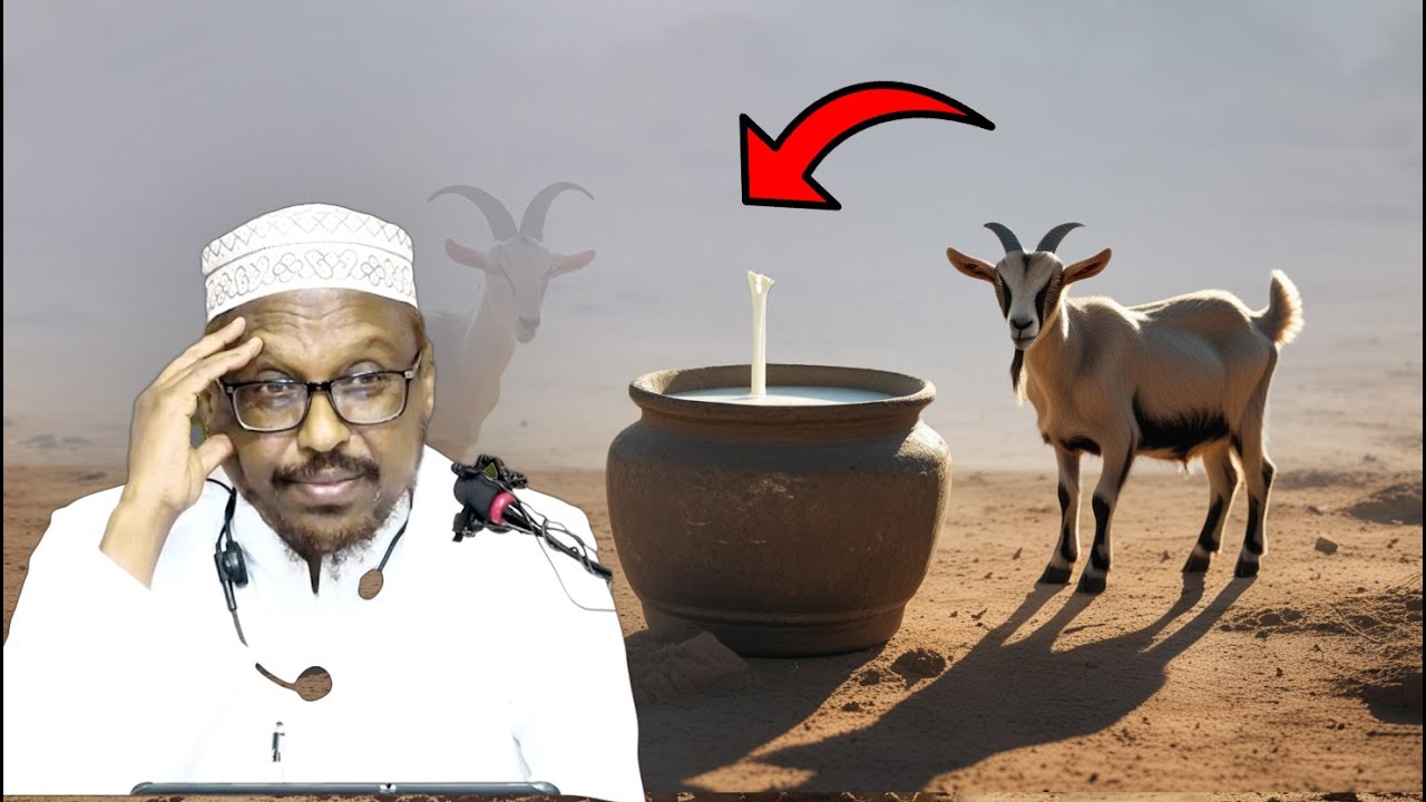 Qiso cajiib ah ! Caanahii nebiga csw lo dhigay ayu ka cabay saxaabigan ! sh mustafe