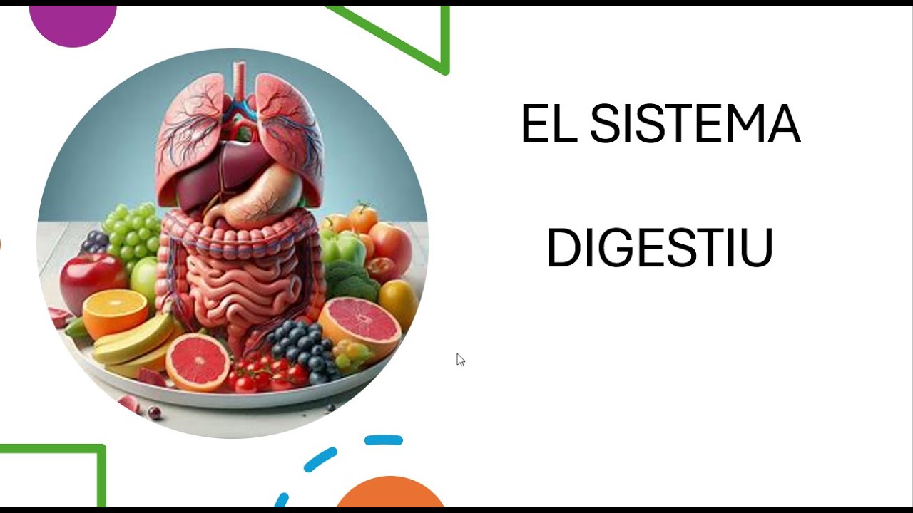 El sistema digestiu 🍽️👅➡️🧠➡️🦷➡️👄➡️⬇️➡️🫀➡️🍔➡️🍕➡️🍇➡️🥩➡️🧃➡️⚡➡️💪➡️🏃&zwj;♀️
