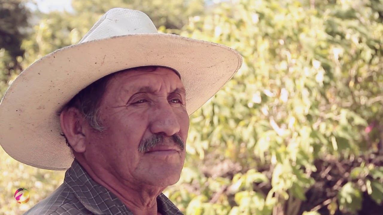 Huapango arribe&ntilde;o: Los violines