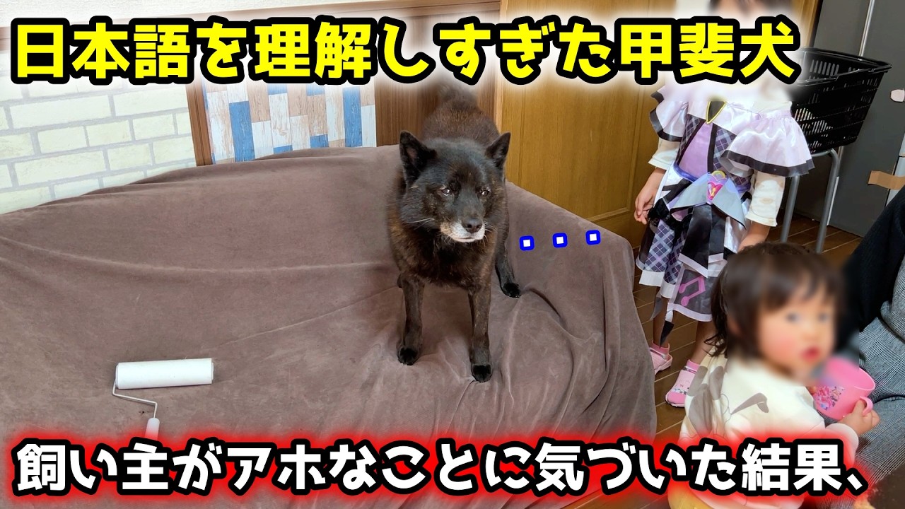 子育て犬が必死にアピール！その意図を永遠に読み取れない飼い主、笑