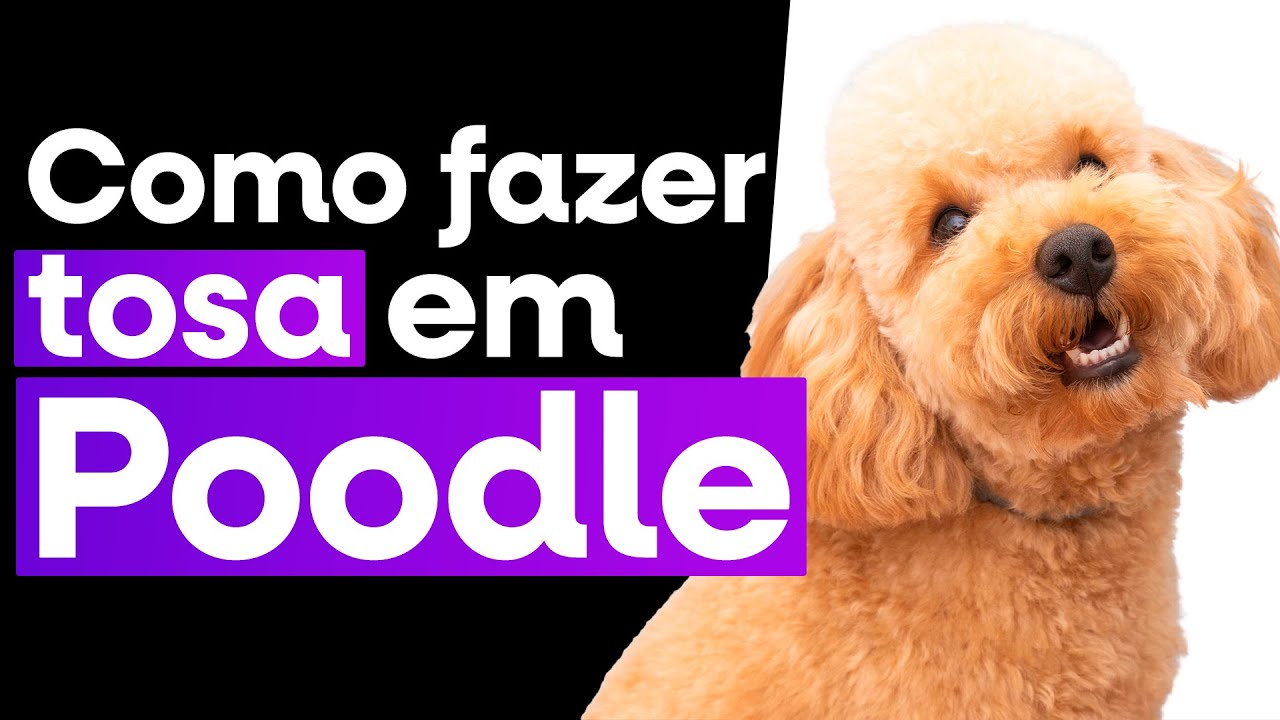 Como fazer tosa em Poodle - Curso gratuito com Junior Borja