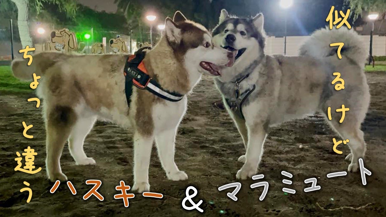 【31】超大型犬、マラミュートに出会う🐾