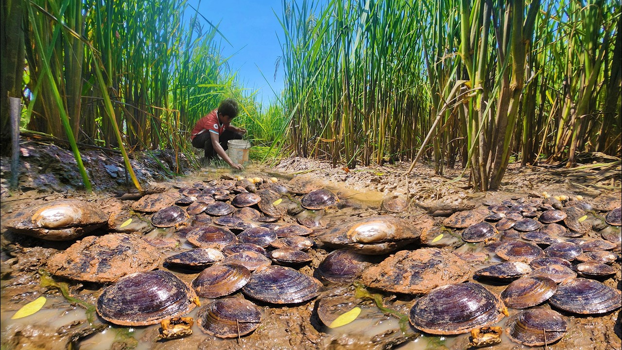 Wow amazing found a lot of oyster field at rice when dry season in harvest with fishereman
