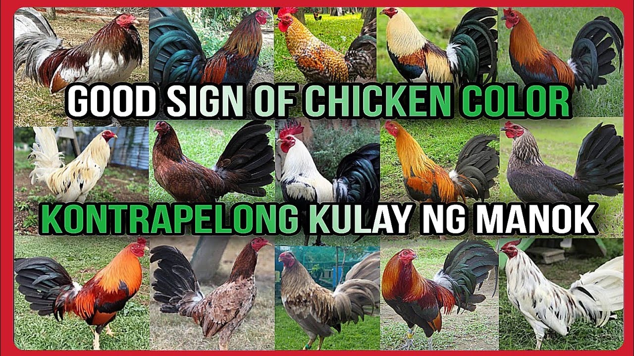 😮 GOOD SIGNS OF CHICKEN GAMEFOWL COLORS