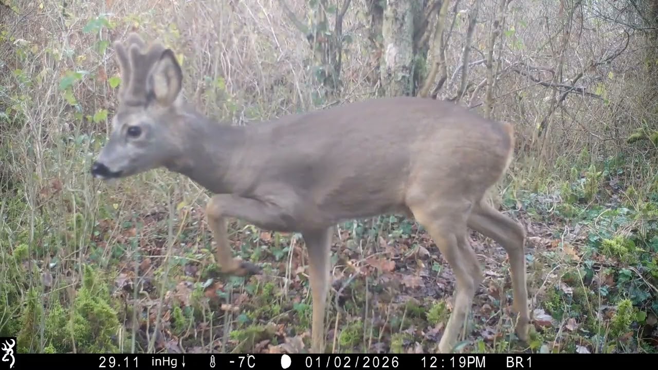 Piège photo hiver 2026 en réserve naturelle en région Wallonne